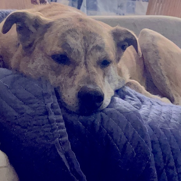 Meet your Posher, Deborah⭐️⭐️⭐️⭐️⭐️ - Picture 5 of 5